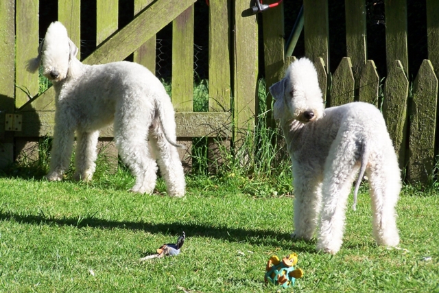 Unsere Hunde 11.05.JPG